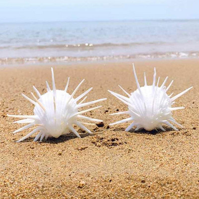 7-11cm Natural Sea Chrysanthemum Clam Natural Porcupine Δείγμα Mediterranean Home Sea Snails Shell Conch Crafts Διακοσμητικά