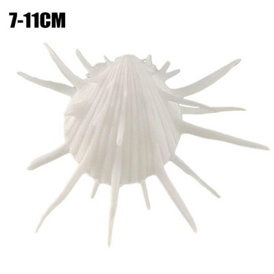 7-11 cm Természetes tengeri krizantém Kagyló Természetes sertéspéldány mediterrán otthoni tengeri csigák kagyló kagyló kézműves dekorációk