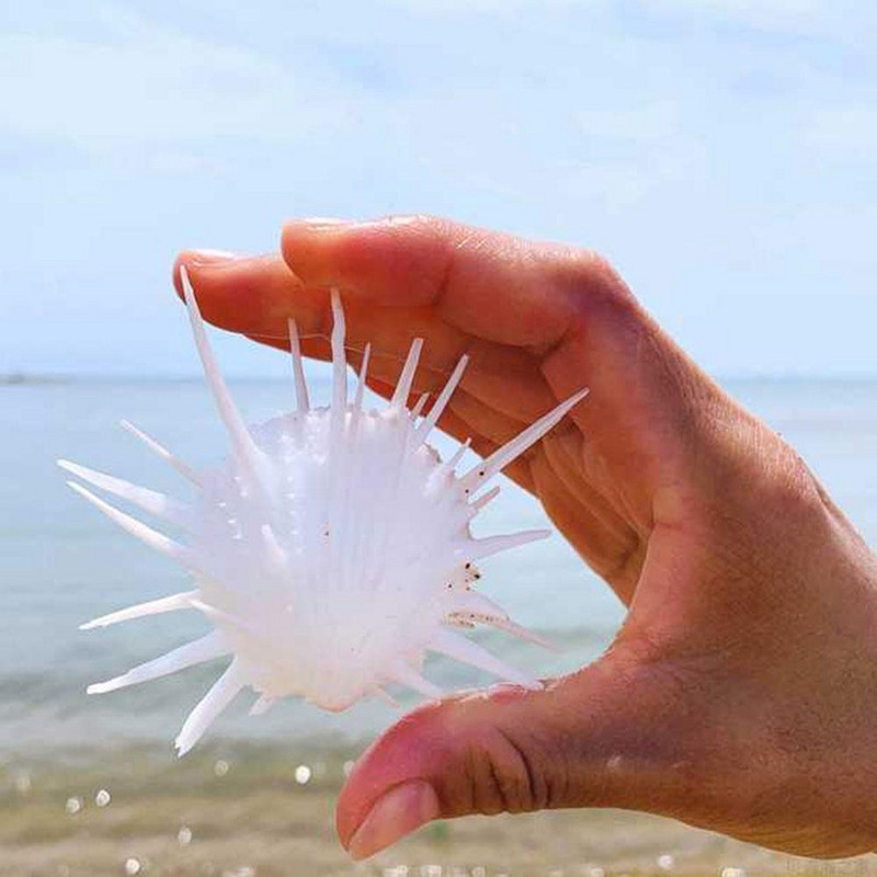 7-11 cm Természetes tengeri krizantém Kagyló Természetes sertéspéldány mediterrán otthoni tengeri csigák kagyló kagyló kézműves dekorációk