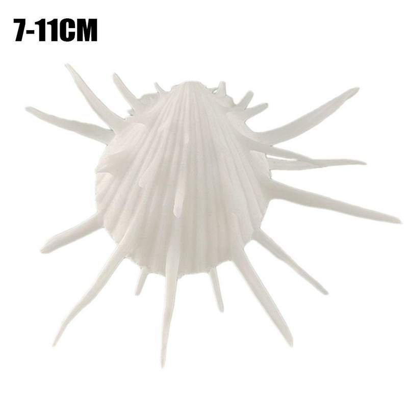 7-11 cm Természetes tengeri krizantém Kagyló Természetes sertéspéldány mediterrán otthoni tengeri csigák kagyló kagyló kézműves dekorációk