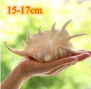 Didelių natūralių jūros kriauklių Paplūdimio kriauklių pavyzdys, skirtas žvejybai tinkle „Schelp“ laivybos namų dekoras Vestuvių vakarėlio dekoro amatai