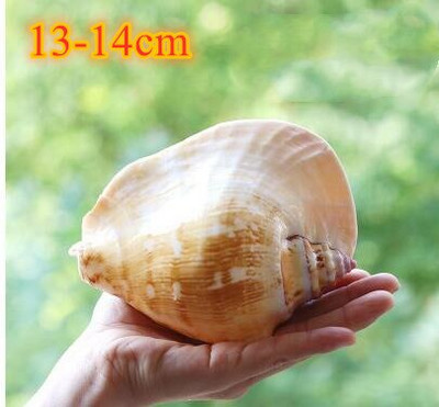 Didelių natūralių jūros kriauklių Paplūdimio kriauklių pavyzdys, skirtas žvejybai tinkle „Schelp“ laivybos namų dekoras Vestuvių vakarėlio dekoro amatai