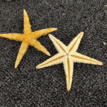 100PCS Естествени морски звезди Seashell Плажни занаяти Естествени морски звезди Направи си сам плажна сватбена украса Занаяти Домашен декор Епоксидна
