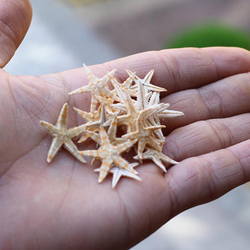 100 de bucăți stele de mare naturale, scoici de mare, meserii de plajă, stele de mare naturale, bricolaj, decorațiuni de nuntă pe plajă, meșteșuguri, decorațiuni pentru acasă epoxidice