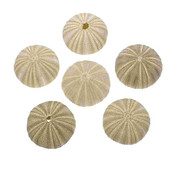 Urchin Shell Sea Airholder Függő ültető edény zamatos kagylók dekoráció természetes váza tengeri mini edények barkácsolt Ornamentterrarium