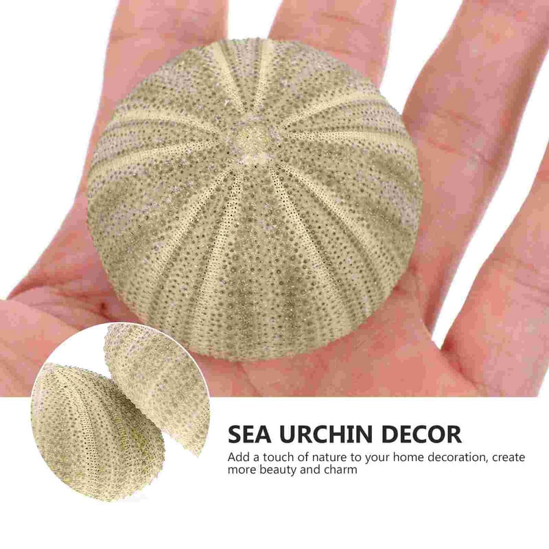 Urchin Shell Sea Airholder Függő ültető edény zamatos kagylók dekoráció természetes váza tengeri mini edények barkácsolt Ornamentterrarium