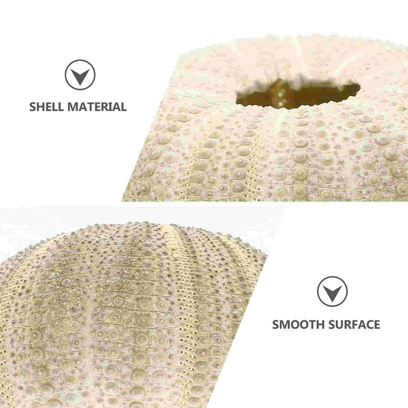 Urchin Shell Sea Airholder Függő ültető edény zamatos kagylók dekoráció természetes váza tengeri mini edények barkácsolt Ornamentterrarium