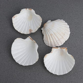 4db 9-14cm mediterrán stílusú barkácsolás Beach Seashells Natural Shells Kézműves Akvárium Tank Dekor