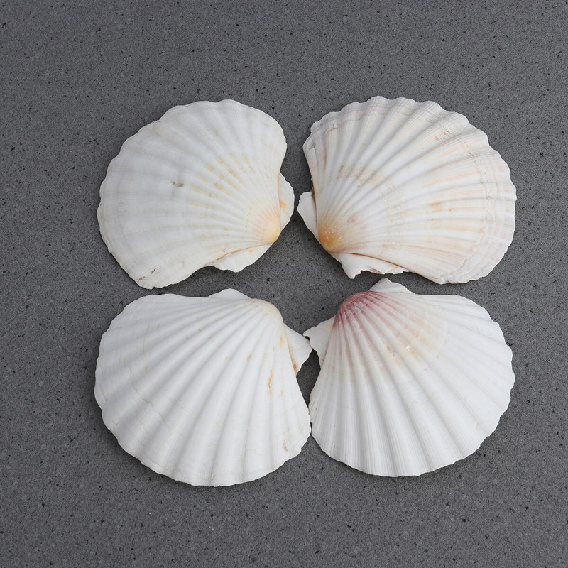 4db 9-14cm mediterrán stílusú barkácsolás Beach Seashells Natural Shells Kézműves Akvárium Tank Dekor