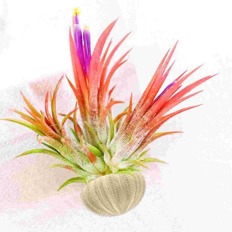 Urchin Shell Sea Airholder Függő ültető edény zamatos kagylók dekor természetes váza tengeri mini edények barkácsolással Ornamentterrarium