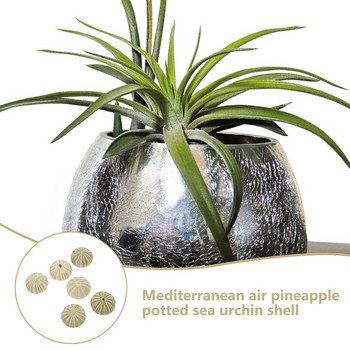 Urchin Shell Sea Airholder Hanging Planter Pot Succulent Shells Decor Natural Vase Nautical Mini Pots Diy Ornamentterrarium