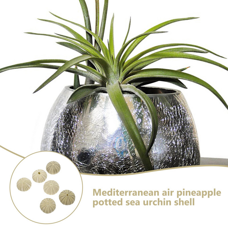 Urchin Shell Sea Airholder Függő ültető edény zamatos kagylók dekoráció természetes váza tengeri mini edények barkácsolt Ornamentterrarium