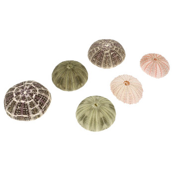 Αχινός Κοχύλι Φυτευτής Θήκη Κοχύλια Γλάστρα Διακοσμητικά Γλαστράκια Tillandsia Conch Seashell Container Nautical Crafts Διακοσμητικά