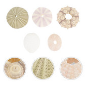 Sea Airurchin Holder Shell Sodinamosios vazonas Tillandsia Seashell Sultingas jūrinis dekoras Natūrali gėlė Vasebeach Urchins Decors