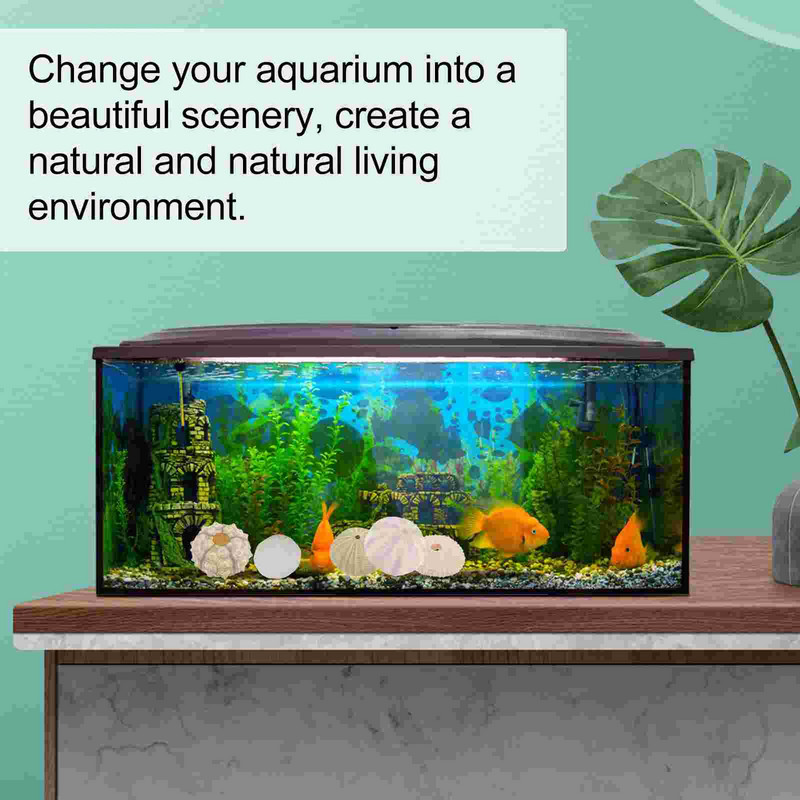 Sea Airurchin Holder Shell Sodinamosios vazonas Tillandsia Seashell Sultingas jūrinis dekoras Natūrali gėlė Vasebeach Urchins Decors