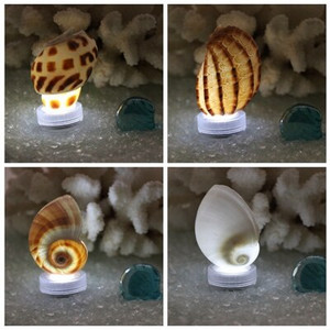 Ingyenes szállítás (4db/tétel)Shell LED Light Natural Shell esküvői és karácsonyi bárdekoráció, kézzel készített kézműves parti kellékek