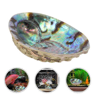 Shell Abalone Diy Τασάκι Seashellburner Φυσικό Tank Fish Υλικό Ενυδρείο Γυαλιστερό πιάτο Χονδρικής Χονδρικής θήκης για μπιχλιμπίδια Stick Smudge