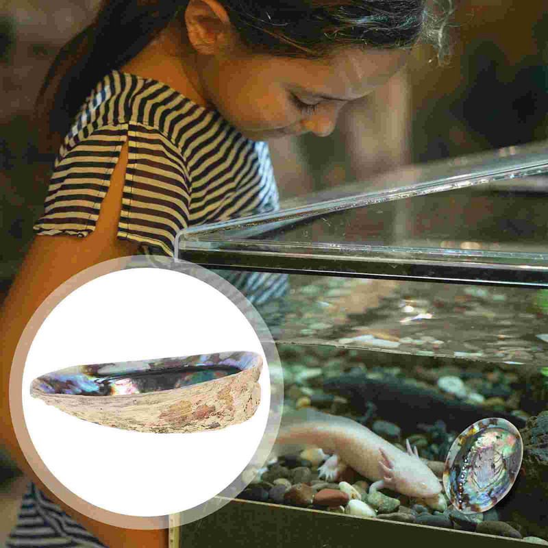 Shell Abalone barkács hamutartó Seashellburner természetes akvárium hal anyag akváriumi edény fényes nagykereskedelmi csecsebecse tartó pálcika maszlag