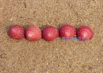 Охлюв с ягодова камбанка 2 см естествена раковина Колекция от редки черупки на охлюви Подарък за приятелка Прекрасни Направи си сам микро пейзажни декорации