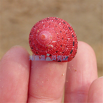 Strawberry Bell Snail 2cm Natural Conch Shell Rare Snail Shell Collection Girlfriend Gift Lovely DIY Micro-landscape Decorations