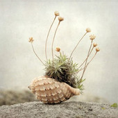 Cochilie naturală de concă încolăcită, pește, cochilie de crab pustnic, ghiveci de flori cărnoase, rezervor de pește, decorare pentru amenajare a teritoriului, cadou de artizanat