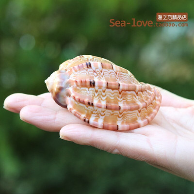 Cochilie naturală de concă încolăcită, pește, cochilie de crab pustnic, ghiveci de flori cărnoase, rezervor de pește, decorare pentru amenajare a teritoriului, cadou de artizanat