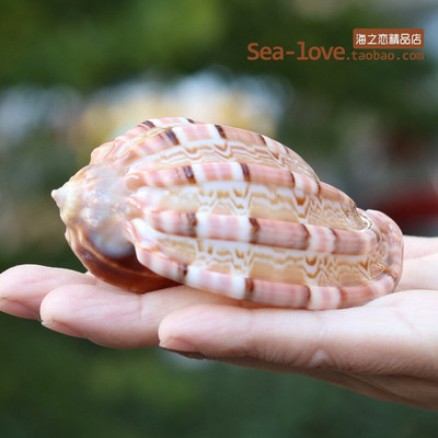 Cochilie naturală de concă încolăcită, pește, cochilie de crab pustnic, ghiveci de flori cărnoase, rezervor de pește, decorare pentru amenajare a teritoriului, cadou de artizanat