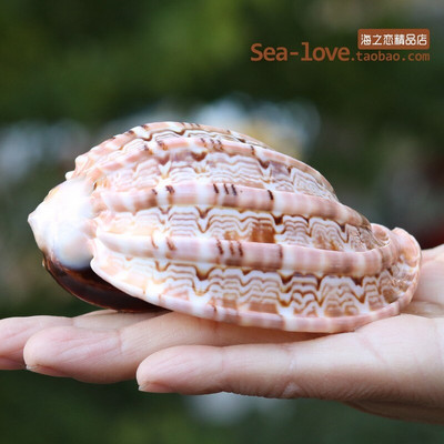 Cochilie naturală de concă încolăcită, pește, cochilie de crab pustnic, ghiveci de flori cărnoase, rezervor de pește, decorare pentru amenajare a teritoriului, cadou de artizanat