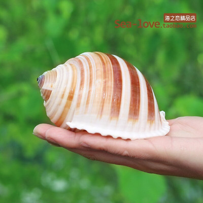 Cochilie naturală de concă încolăcită, pește, cochilie de crab pustnic, ghiveci de flori cărnoase, rezervor de pește, decorare pentru amenajare a teritoriului, cadou de artizanat