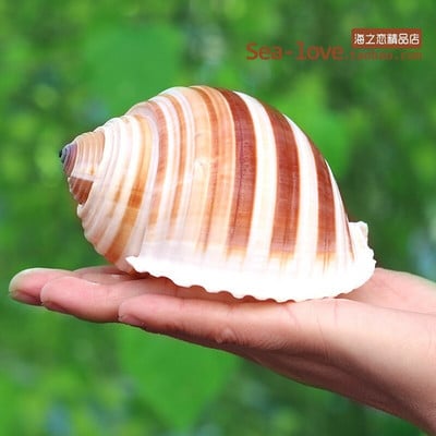 Cochilie naturală de concă încolăcită, pește, cochilie de crab pustnic, ghiveci de flori cărnoase, rezervor de pește, decorare pentru amenajare a teritoriului, cadou de artizanat