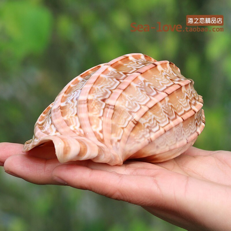 Cochilie naturală de concă încolăcită, pește, cochilie de crab pustnic, ghiveci de flori cărnoase, rezervor de pește, decorare pentru amenajare a teritoriului, cadou de artizanat