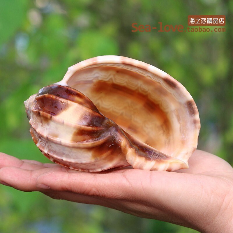 Cochilie naturală de concă încolăcită, pește, cochilie de crab pustnic, ghiveci de flori cărnoase, rezervor de pește, decorare pentru amenajare a teritoriului, cadou de artizanat