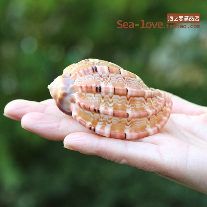 Cochilie naturală de concă încolăcită, pește, cochilie de crab pustnic, ghiveci de flori cărnoase, rezervor de pește, decorare pentru amenajare a teritoriului, cadou de artizanat