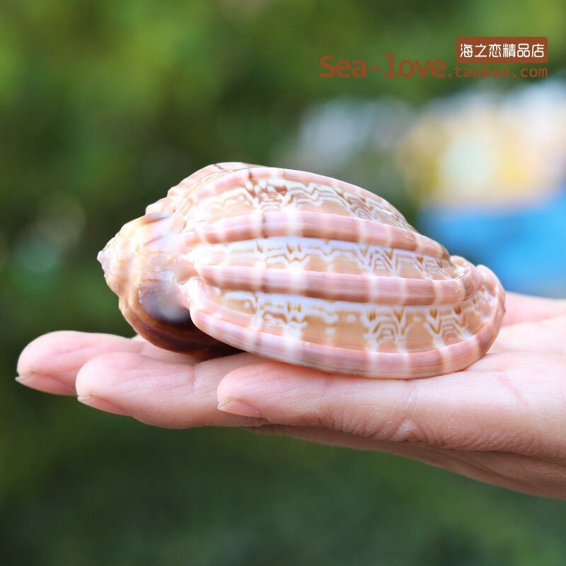 Cochilie naturală de concă încolăcită, pește, cochilie de crab pustnic, ghiveci de flori cărnoase, rezervor de pește, decorare pentru amenajare a teritoriului, cadou de artizanat