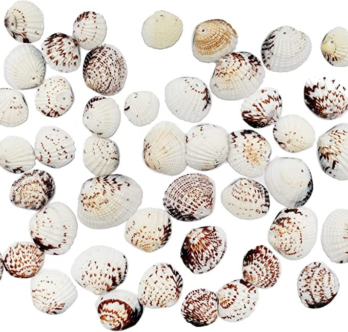 50 vnt. Jūros kriauklės Vandenyno paplūdimio jūros kriauklės Amatų papuošimai namų dekoravimui, teminiam vakarėliui, žvakių gamybai, vestuvių dekoravimui