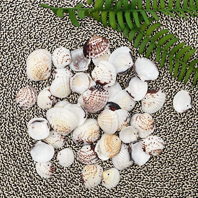 50 vnt. Jūros kriauklės Vandenyno paplūdimio jūros kriauklės Amatų papuošimai namų dekoravimui, teminiam vakarėliui, žvakių gamybai, vestuvių dekoravimui