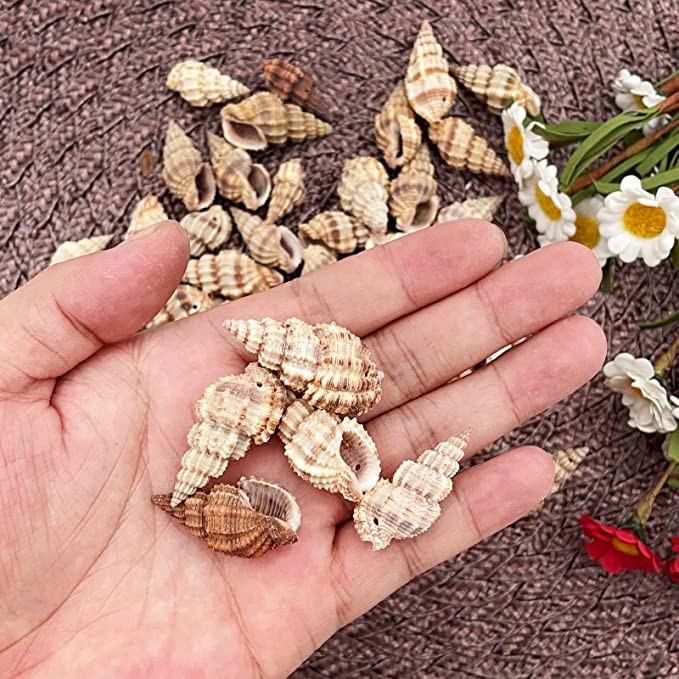50db Vegyes tengeri kagylók Ocean Beach spirál tengeri kagylók kézműves bűbáj otthoni dekorációhoz, tematikus bulihoz, gyertyakészítéshez
