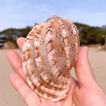 2τμχ θαλάσσιο σαλιγκάρι Φυσικό κέλυφος Μεγάλη βούκινο Δεξαμενή ψαριών Διακόσμηση Ενυδρείου Ρολό Οστρακόδερμα Εκτροφής Μεσογειακό Έπιπλα Γλαστρών