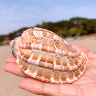 2db tengeri csiga természetes kagyló nagy kagyló akvárium dekoráció tekercs kagylótenyésztés mediterrán kagyló edény berendezés