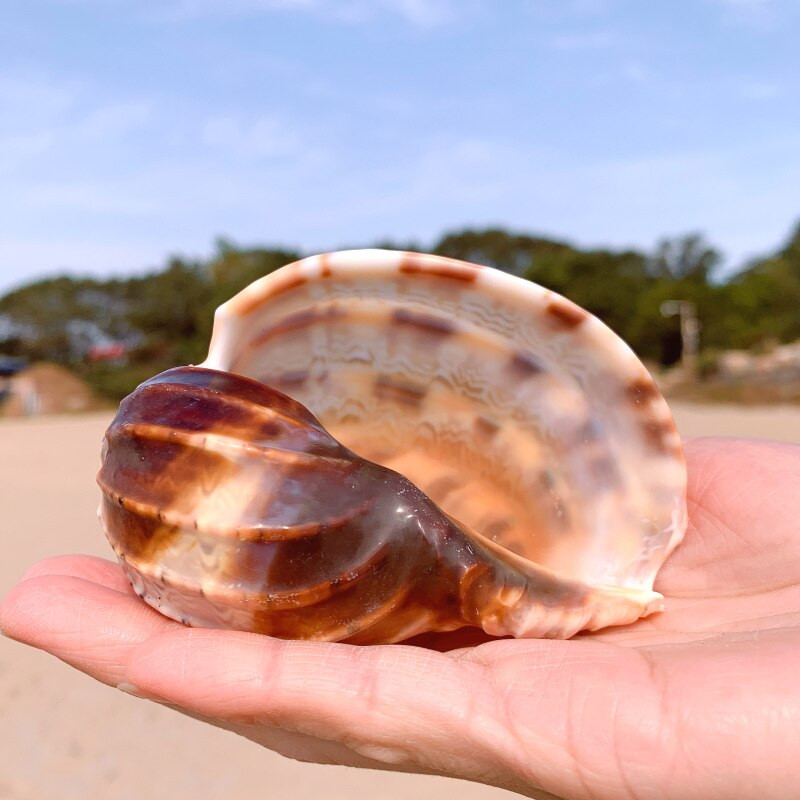 2db tengeri csiga természetes kagyló nagy kagyló akvárium dekoráció tekercs kagylótenyésztés mediterrán kagyló edény berendezés