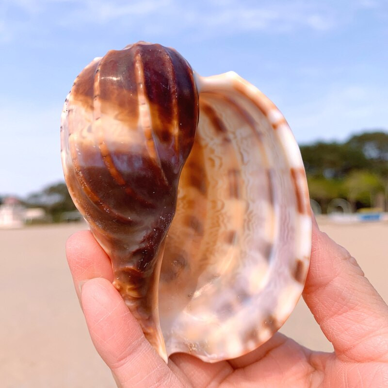 2db tengeri csiga természetes kagyló nagy kagyló akvárium dekoráció tekercs kagylótenyésztés mediterrán kagyló edény berendezés