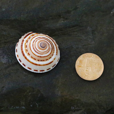 12 vnt./stal. Kūrybinis pasidaryk pats Lucky Message Butelis šaudymo į akvatoriją rekvizitai Jūros sraigių kiautai Jūros žvaigždės Viduržemio jūros pavyzdžiai Dovanos