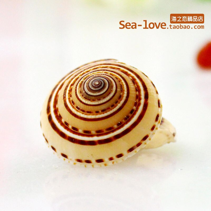 12 vnt./stal. Kūrybinis pasidaryk pats Lucky Message Butelis šaudymo į akvatoriją rekvizitai Jūros sraigių kiautai Jūros žvaigždės Viduržemio jūros pavyzdžiai Dovanos