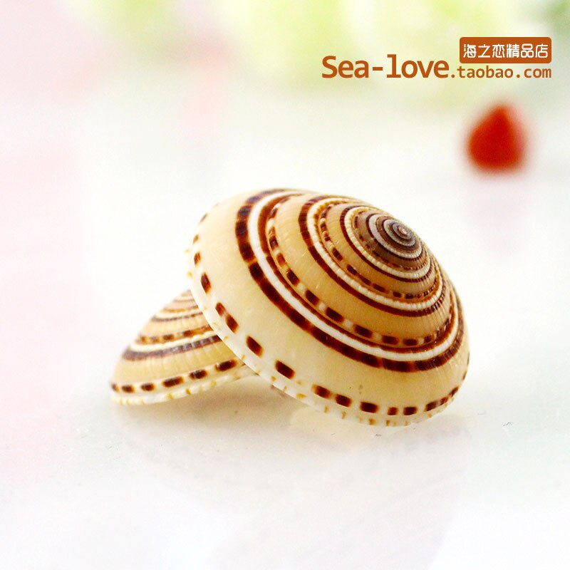 12 vnt./stal. Kūrybinis pasidaryk pats Lucky Message Butelis šaudymo į akvatoriją rekvizitai Jūros sraigių kiautai Jūros žvaigždės Viduržemio jūros pavyzdžiai Dovanos