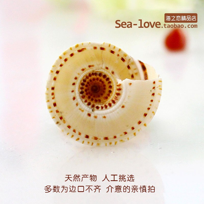 12 vnt./stal. Kūrybinis pasidaryk pats Lucky Message Butelis šaudymo į akvatoriją rekvizitai Jūros sraigių kiautai Jūros žvaigždės Viduržemio jūros pavyzdžiai Dovanos