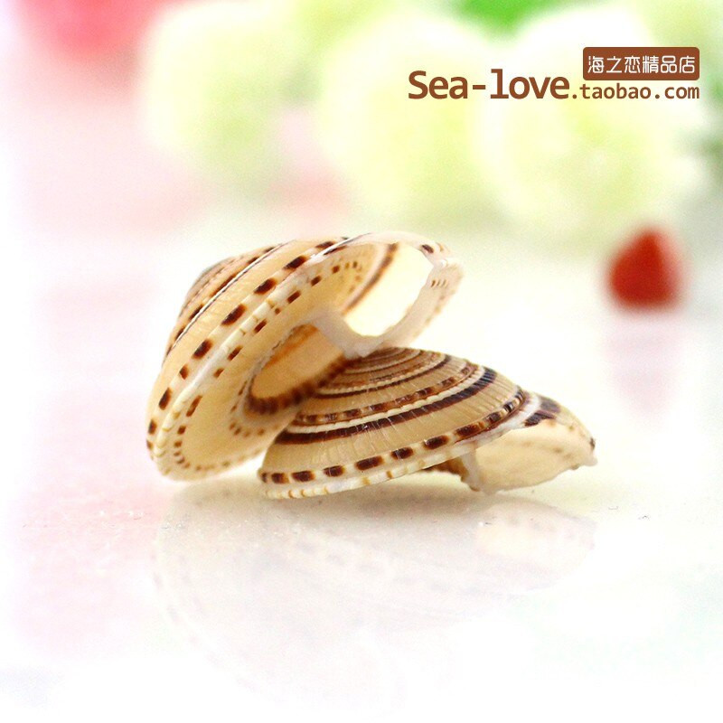 12 vnt./stal. Kūrybinis pasidaryk pats Lucky Message Butelis šaudymo į akvatoriją rekvizitai Jūros sraigių kiautai Jūros žvaigždės Viduržemio jūros pavyzdžiai Dovanos