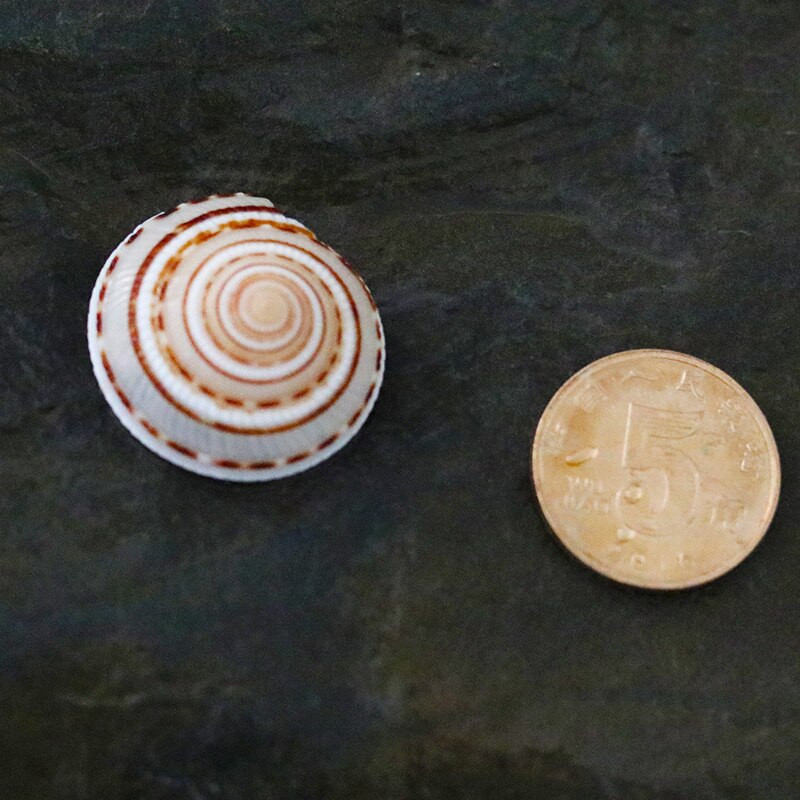 12 vnt./stal. Kūrybinis pasidaryk pats Lucky Message Butelis šaudymo į akvatoriją rekvizitai Jūros sraigių kiautai Jūros žvaigždės Viduržemio jūros pavyzdžiai Dovanos