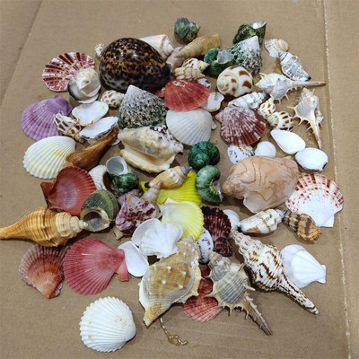 500g Смесени морски плажни черупки Занаяти Миди Декорация на аквариуми Подпори за снимки Направи си сам Аквариум Пейзаж Мидички Занаяти/Декорация на партита