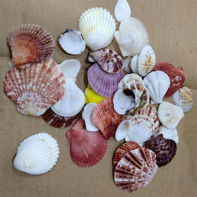 500 g mišrios jūros kriauklytės, amatai, jūros kriauklės, akvariumo dekoro nuotraukos