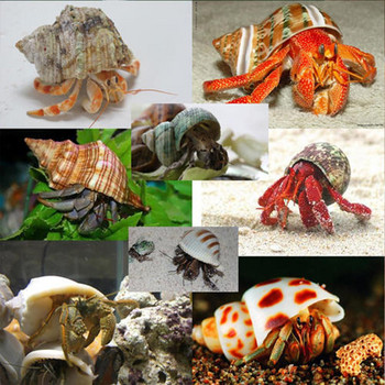 11 τμχ Κοχύλια καβουριών ερημίτη Μεσαίας μικρής ανάπτυξης Turbo Seashells Sea shell For Hermit Crabs Γρήγορη αποστολή